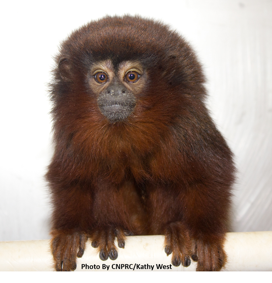 Female titi monkey