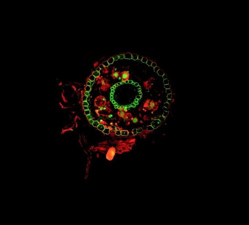 Confocal microscopy image of a root cross section