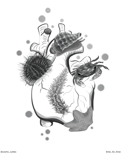 Black and white illustration of invertebrate model organisms on a piece of coral. Organisms include a crab, sea urchin and starfish.